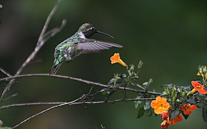 Makanan Berkualitas Bagi Burung Kolibri